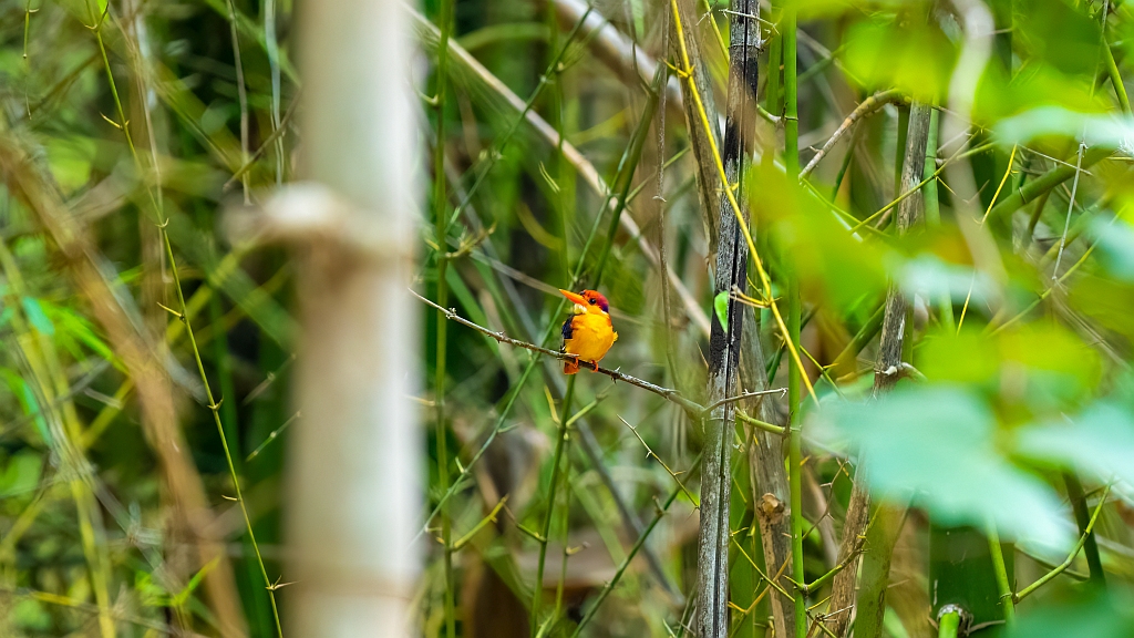 Oriental Dwarf Kingfisher